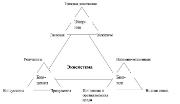 Из каких основных компонентов состоят экосистемы ответ представьте в виде схемы