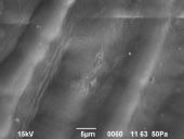 guk1a.tif
