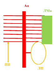 pet1.tiff