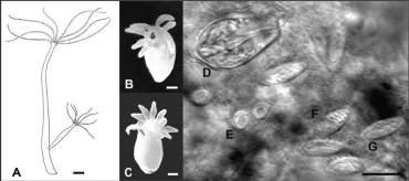 peretol1.tif