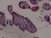 niz1c.tif