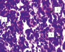 mag1a.tif