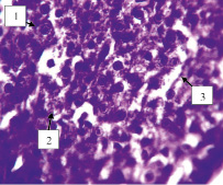 mag1b.tif