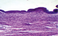 nijz2.tif